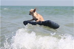 Chihuahua surfeur