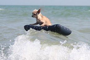 Chihuahua surfeur