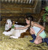 Dans les fermes du Comté,  les enfants viennent d&eacute;couvrir les vaches