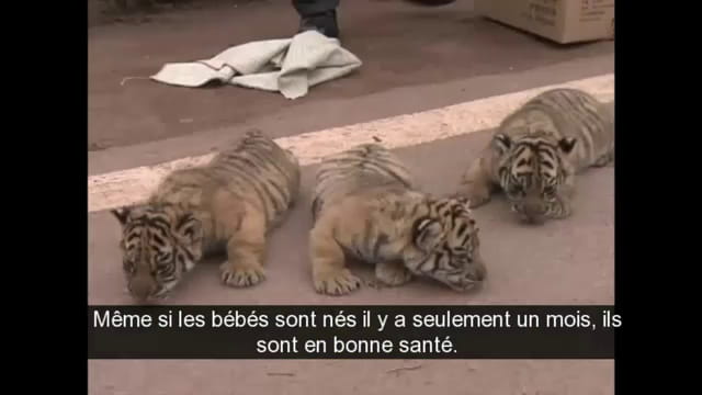 l'adorable arrivée au zoo de trois bébés tigres en chine