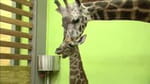 Record : une girafe donne naissance à son 18e petit