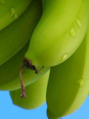 Taille des bananes