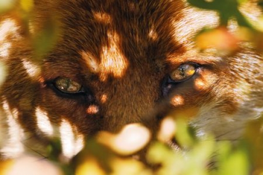 Enfant au renard dans RENARD 21242
