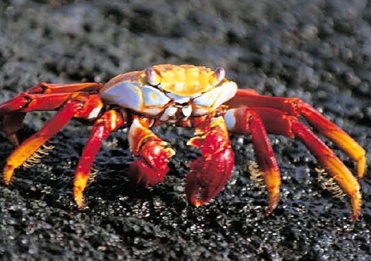 Le crabe à pattes rouges