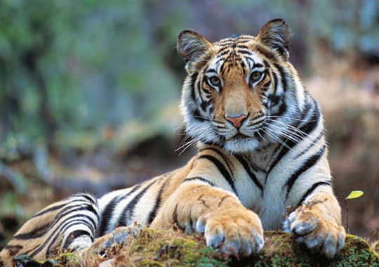 Le tigre, emblème de l'Asie