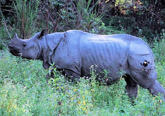 Rhinocéros unicorne de l'Inde