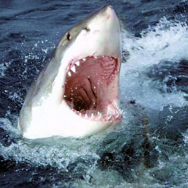 Nager avec un requin blanc