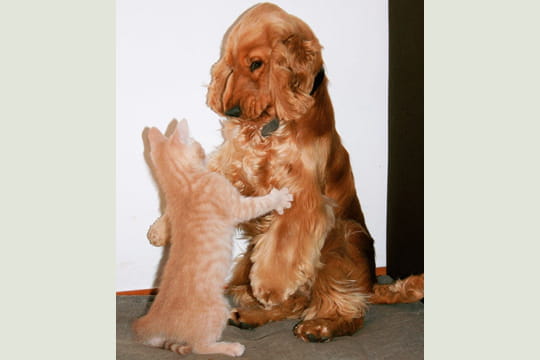 amis-comme-chien-chat-603113.jpg