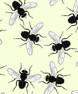 la vie des mouches est-elle semblable est celle à des hommes ? 