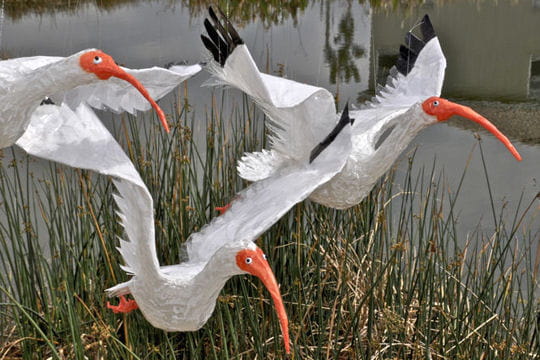 trio d'ibis
