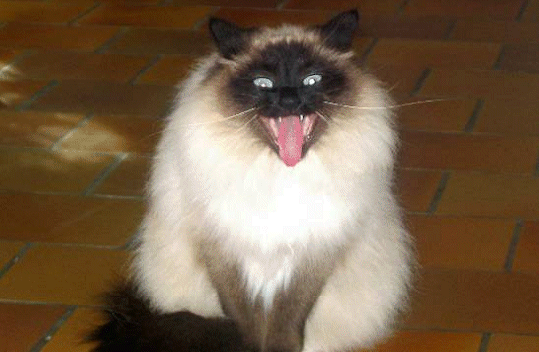 http://www.linternaute.com/humour/diaporama/galerie/images/gremlin.gif