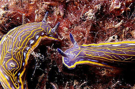 Nudibranches