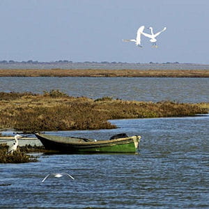 en camargue, le delta du rhône est voué à disparaître. 