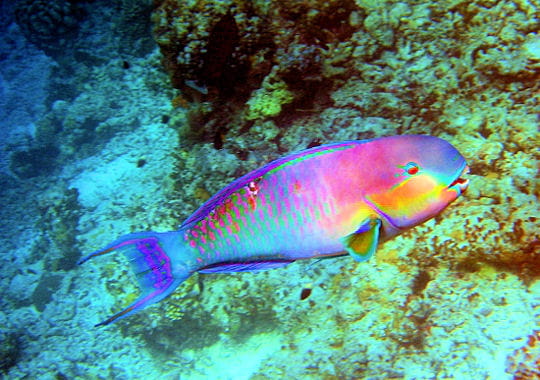 http://www.linternaute.com/mer-voile/magazine/photo/15-poissons-tout-en-couleurs/image/poisson-perroquet-289159.jpg