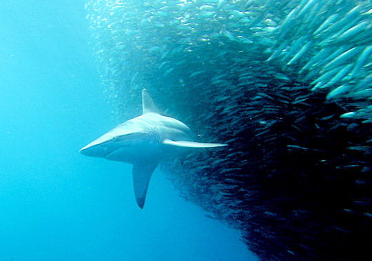 http://www.linternaute.com/mer-voile/plongee/photo/danse-avec-les-requins/image/banc-295448.jpg