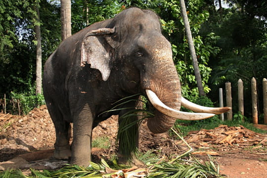 l'éléphant d'asie