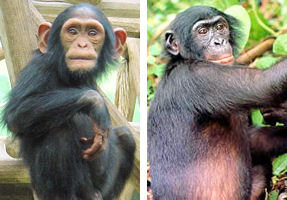 Le chimpanzé et le bonobo