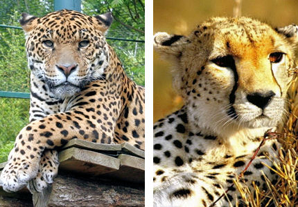 leopard-guepard-gd.jpg