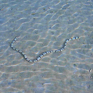 http://www.linternaute.com/nature-animaux/animaux-sauvages/dossier/les-10-animaux-les-plus-dangereux-pour-l-homme/image/serpent-mer-48110.jpg