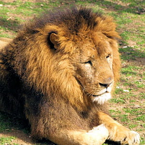 http://www.linternaute.com/nature-animaux/animaux-sauvages/dossier/quand-l-animal-sauve-l-homme-8-belles-anecdotes/image/lions-54654.jpg