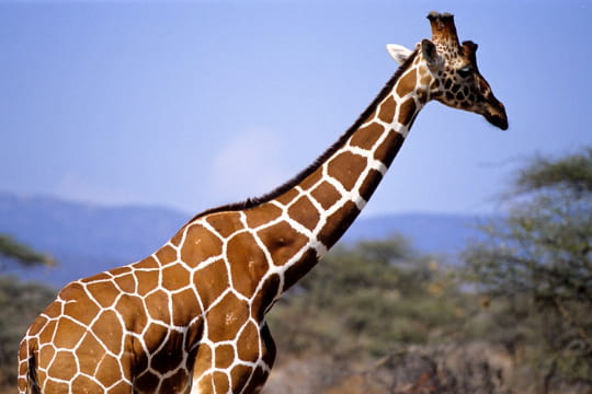 http://www.linternaute.com/nature-animaux/animaux-sauvages/les-animaux-du-monde-dans-l-oeil-d-alice-aubert/image/girafe-kenya-690947.jpg