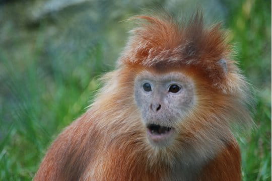 macaque bouche bée
