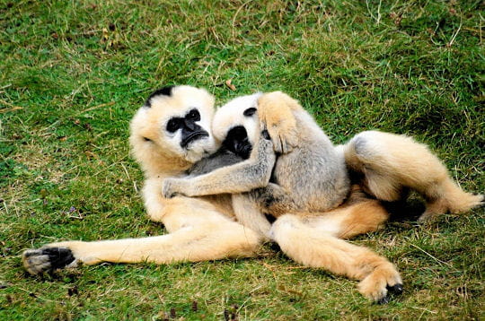 les gibbons ont leur façon bien à eux de montrer qu'ils sont heureux en couple.