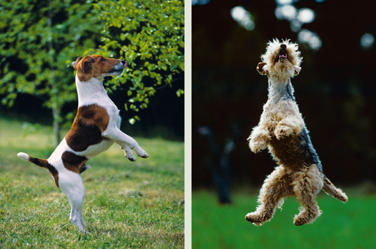Fox-terrier et welsh-terrier