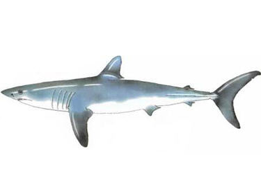 requin-mako.jpg