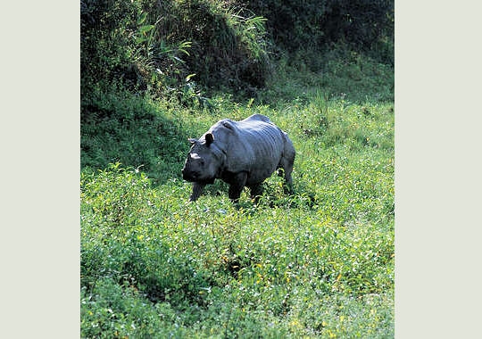 Le rhinoceros est également menacé