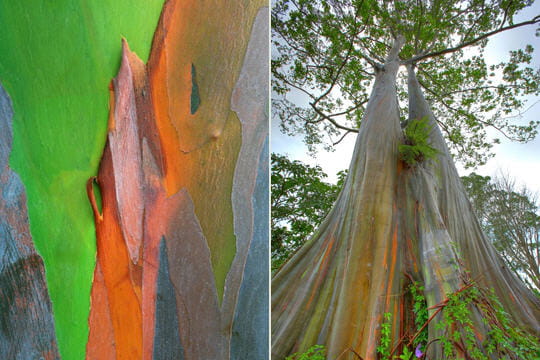 http://www.linternaute.com/nature-animaux/flore/photo/reconnaitre-les-ecorces-des-arbres/image/l-eucalyptus-arc-en-ciel-341345.jpg