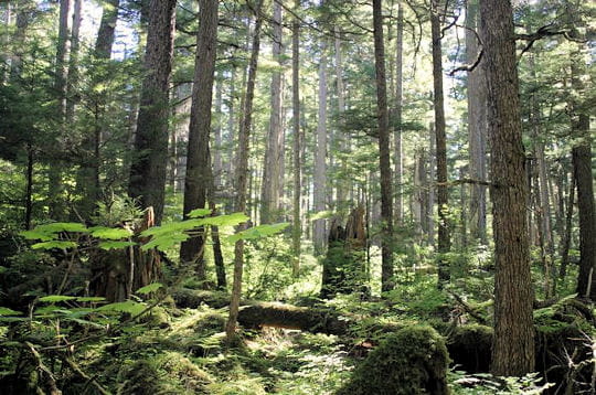 d'une infinie grandeur, les forêts d'alaska sont aujourd'hui menacées par