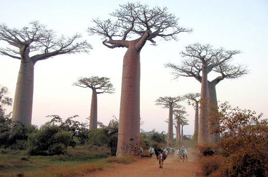 l'allée des baobabs, madagascar
