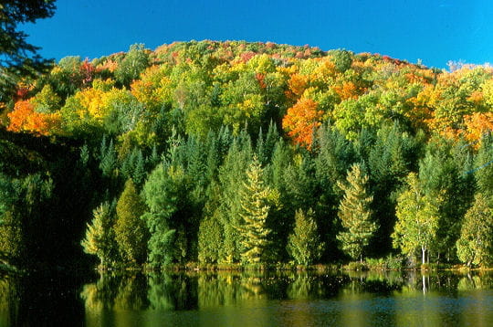 la forêt recouvre 83 % de la région des laurentides au canada. chênes et érables