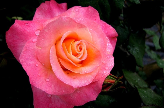 nature   les plus belles photos de roses de la galerie