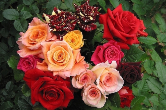 Grand bouquet de roses