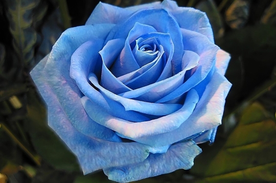 Rose bleue !