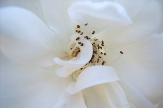 Rose très blanche