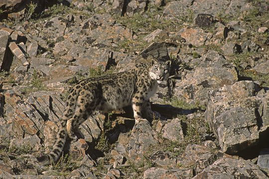 leopard-neiges-572767.jpg