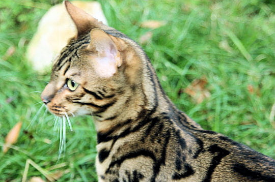 l'alimentation du bengal ne diffère pas de celle des autres chats domestiques.