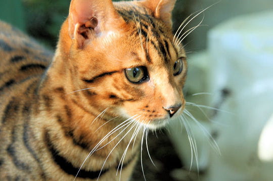 le chat bengal est un véritable chat de compagnie, attachant et câlin, qui