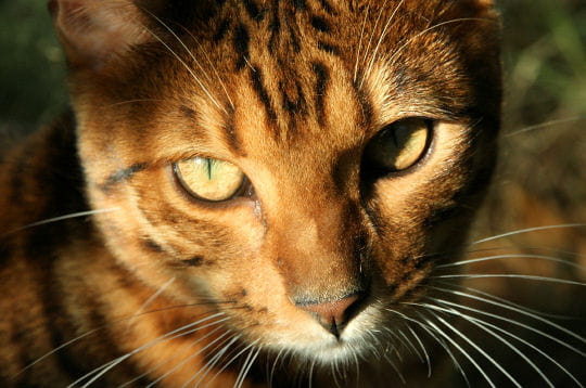 le chat bengal n'est pas un animal sauvage, mais bien un chat à part entière,