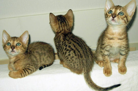 si vous devez acquérir un chaton bengal, il est préférable d'attendre ses trois
