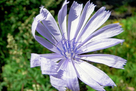 cette fleur fragile protge ses tamines affoles par un coup de vent, avec ses