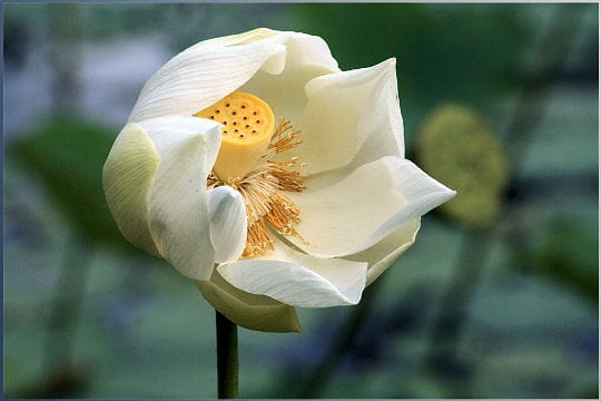 cette magnifique et fragile fleur de lotus semble pouvoir peu résister aux