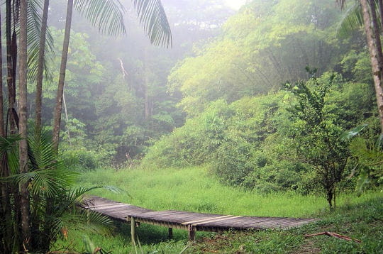 la guyane est traversée par l'amazone et la forêt amazonienne. ce territoire