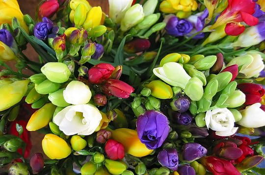 bouquet de freesias, march aux fleurs, le cannet, alpes-maritimes, france, aot