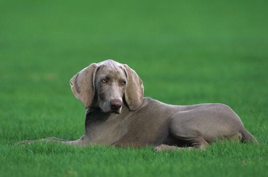 le braque de weimar est un chien élégant, au tempérament calme mais intrépide.