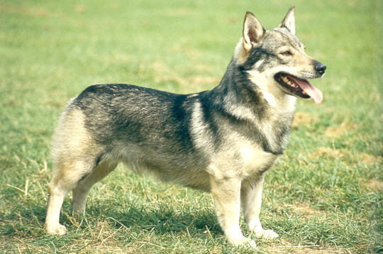 le vallhund est un petit chien actif, et court sur pattes, qui trouve très bien