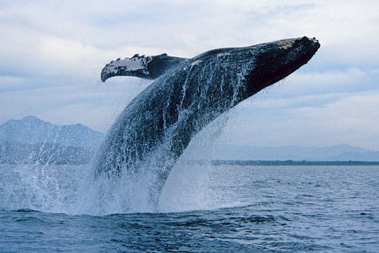 baleine  bosse